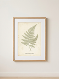 Ingelijste Print Botanische Varen - ingelijste botanische varenprint in saliegroen van Dekovira, tegen een warmwitte muur in daglicht