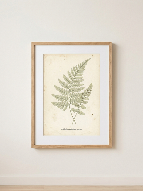 Ingelijste Print Botanische Varen - ingelijste botanische varenprint in saliegroen van Dekovira, tegen een warmwitte muur in daglicht